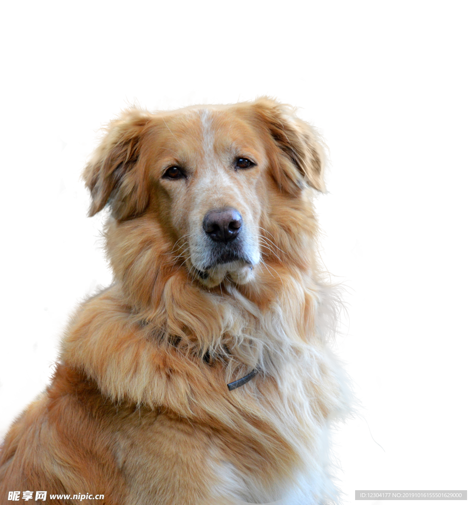 狗