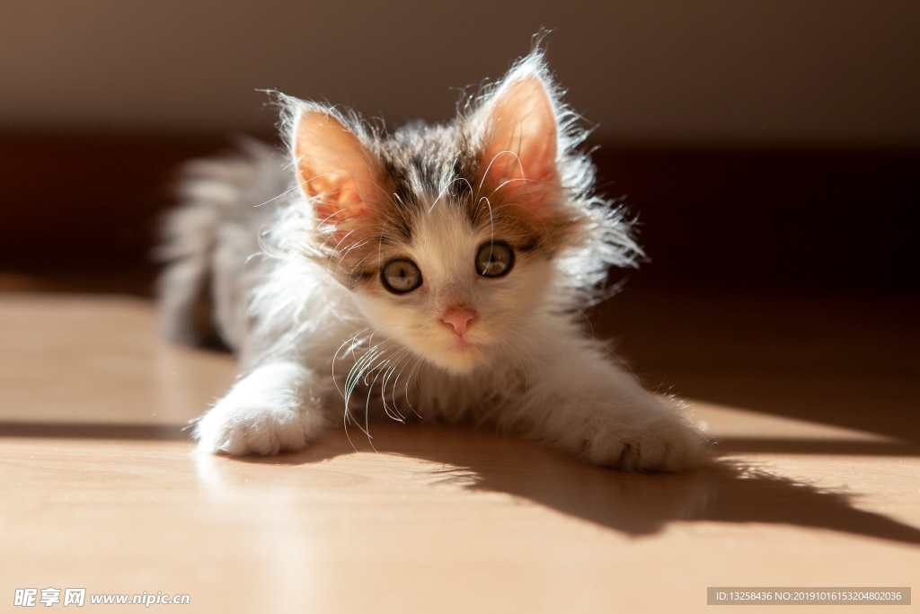 小猫宠物猫咪