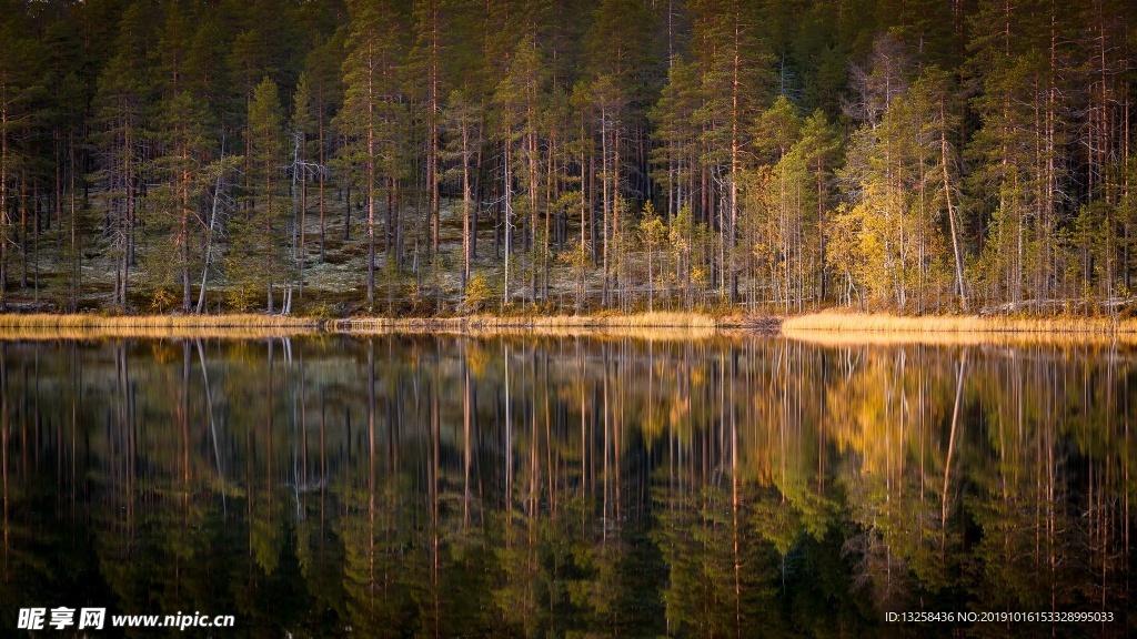森林倒影树木植物风景