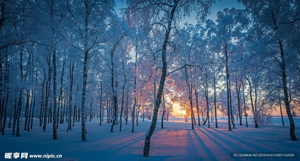 冬天阳光森林大雪风景