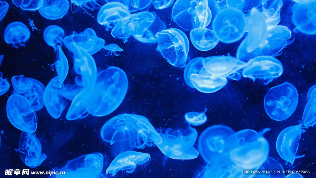 蓝色水母海洋生物