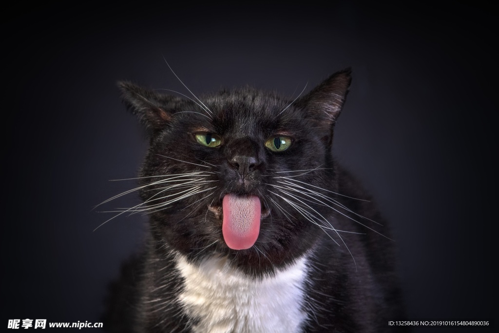 小猫宠物猫咪背景