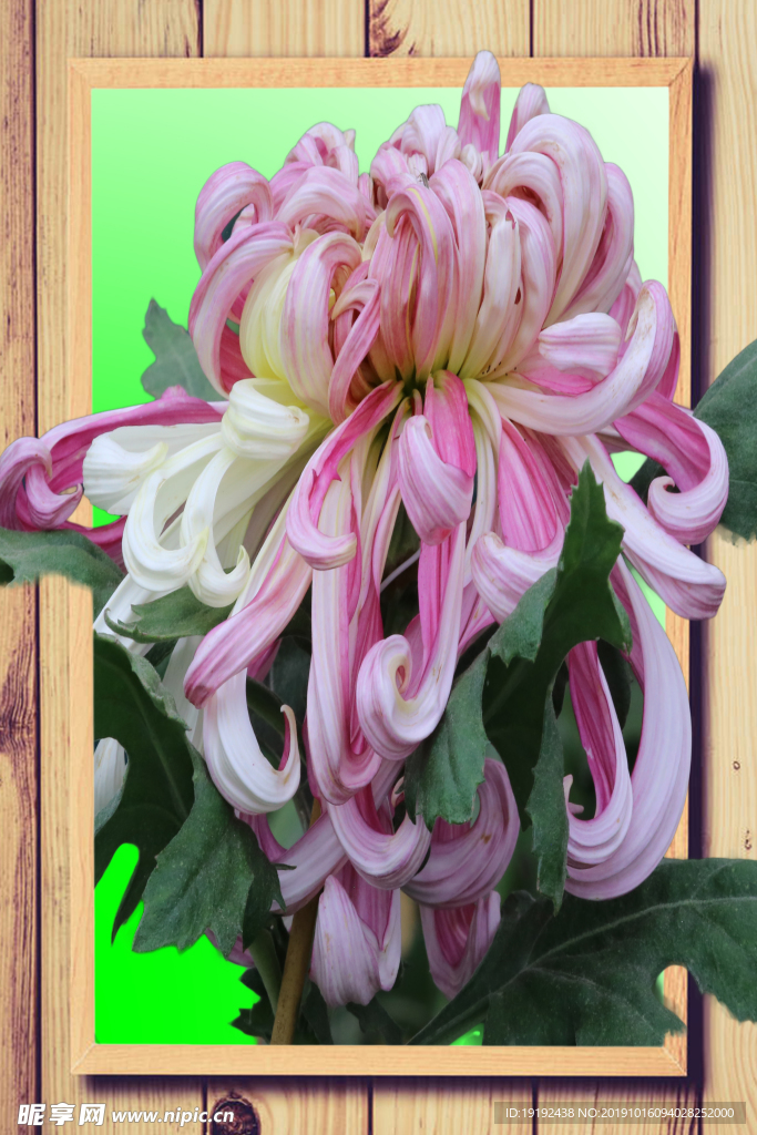 菊花