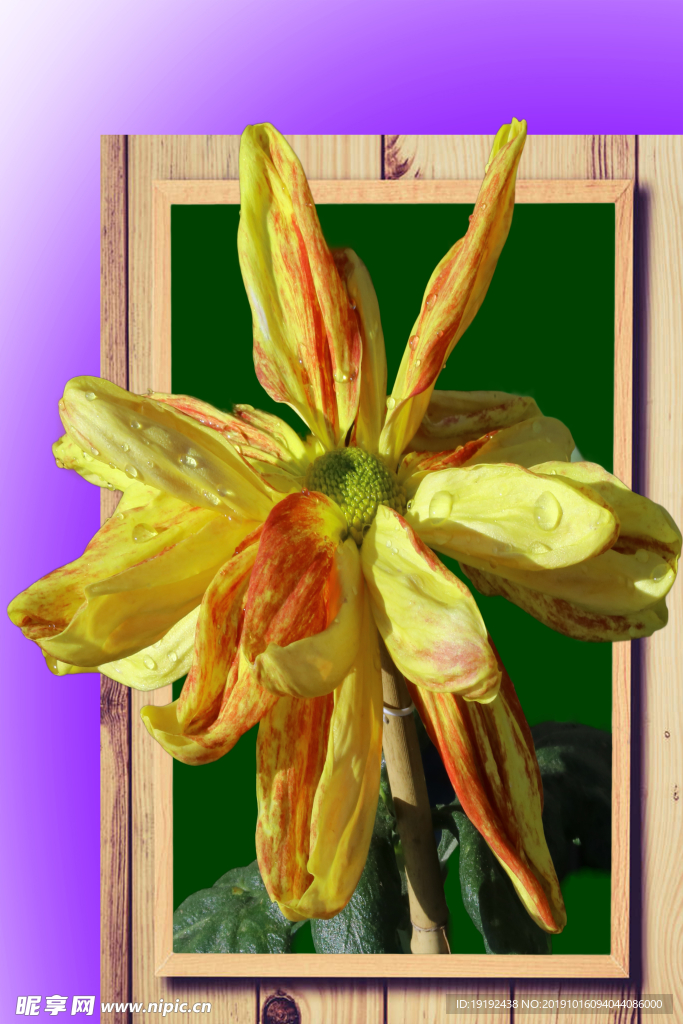 菊花