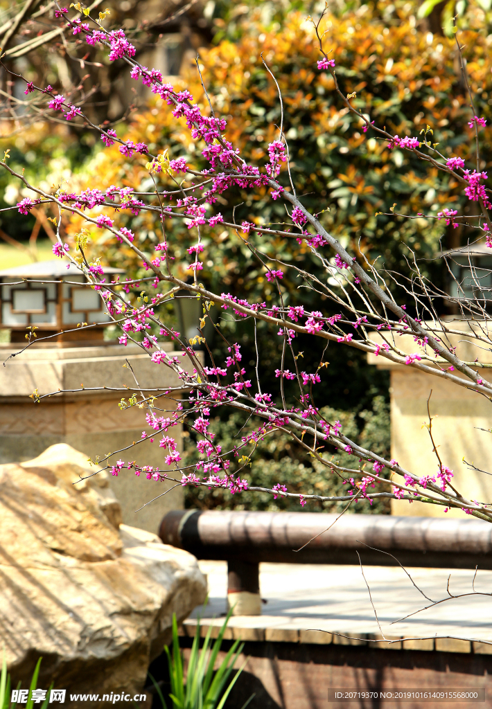 小区里的花