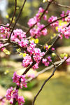 梅花