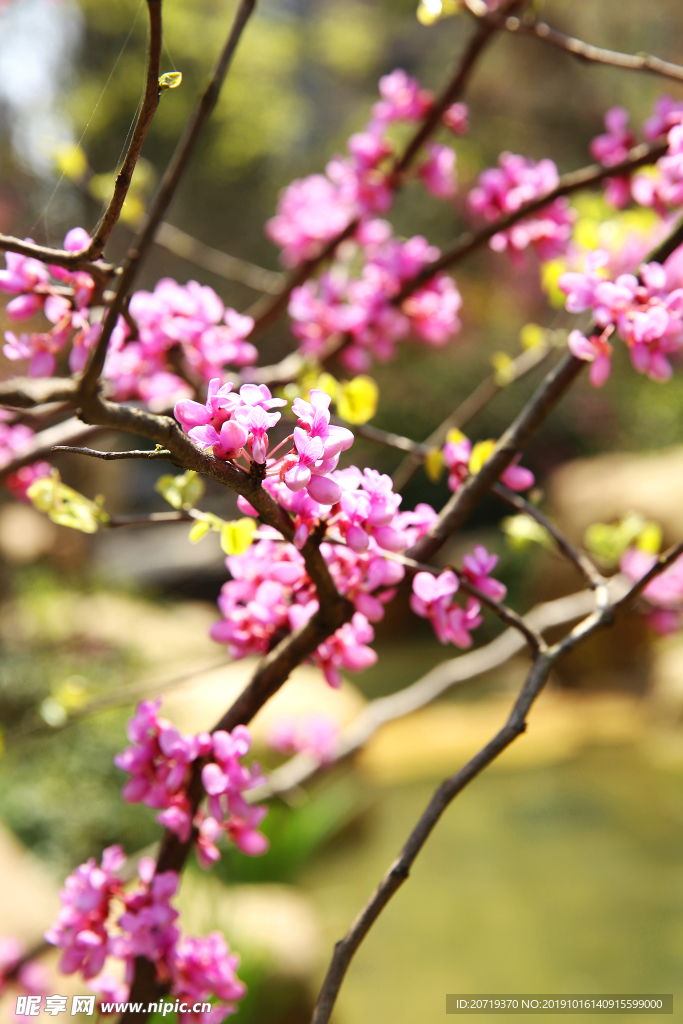 梅花