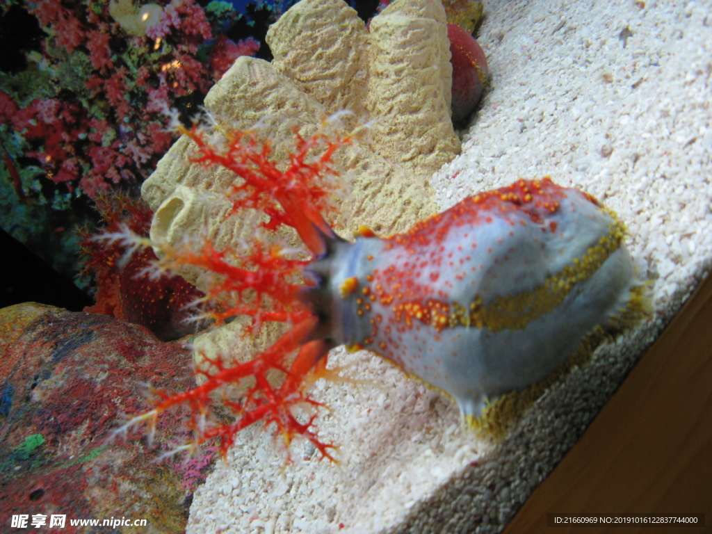 海洋生物 海蛞蝓
