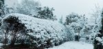 雪景