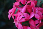 龙船花