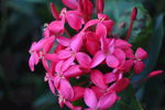 龙船花 热带花卉
