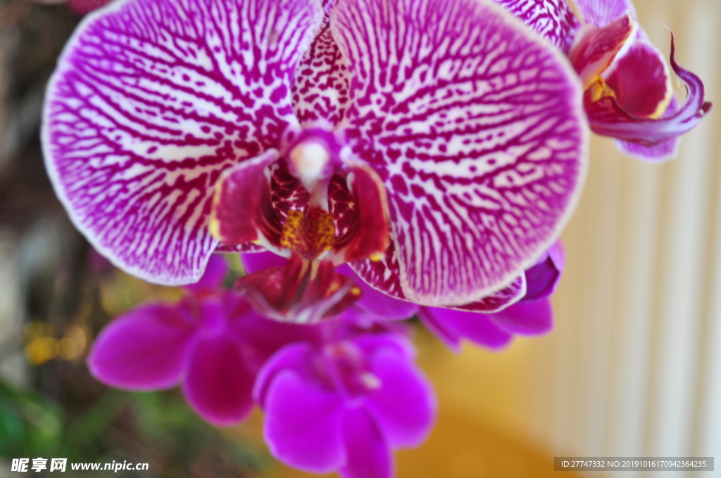 蝴蝶兰  观赏花