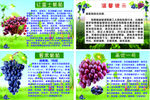 葡萄简介介绍PVC入园提示