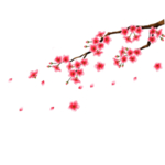 梅花素材