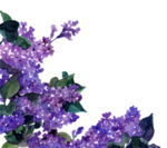 紫色花