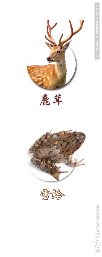 鹿茸 雪蛤