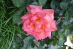 花卉