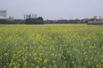 东莞桥头镇油菜花