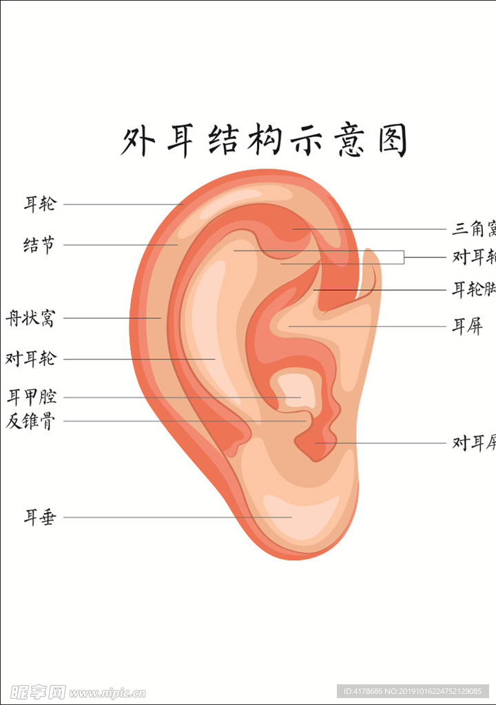 外耳结构示意图