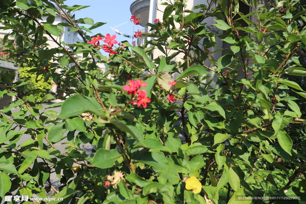 红色花