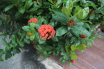 龙传花