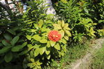 龙传花