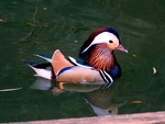 鸭子