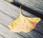 清新 壁纸 落叶 黄色银杏叶