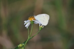 中山市横栏镇郊外拍摄的白蝴蝶