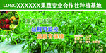 蔬菜种植基地展板海报