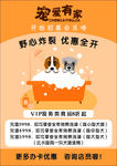 宠物 价格表