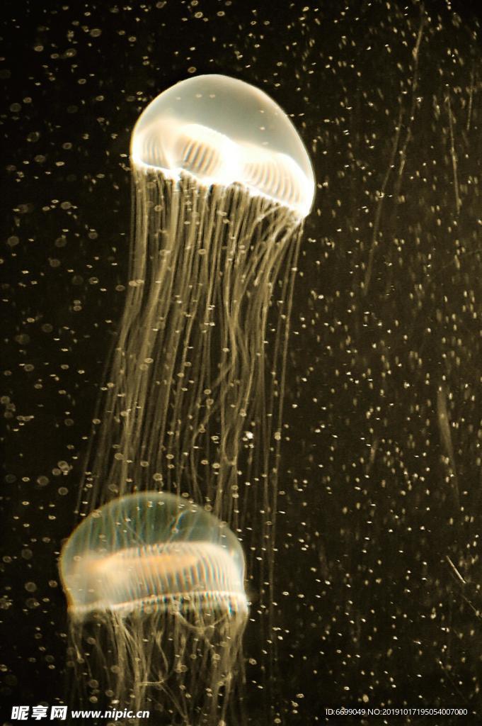 水母