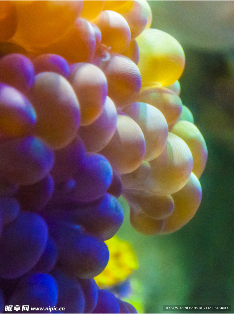 海洋生物