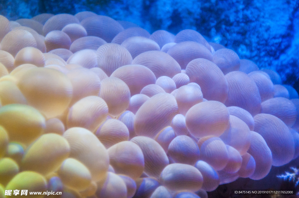 海洋生物