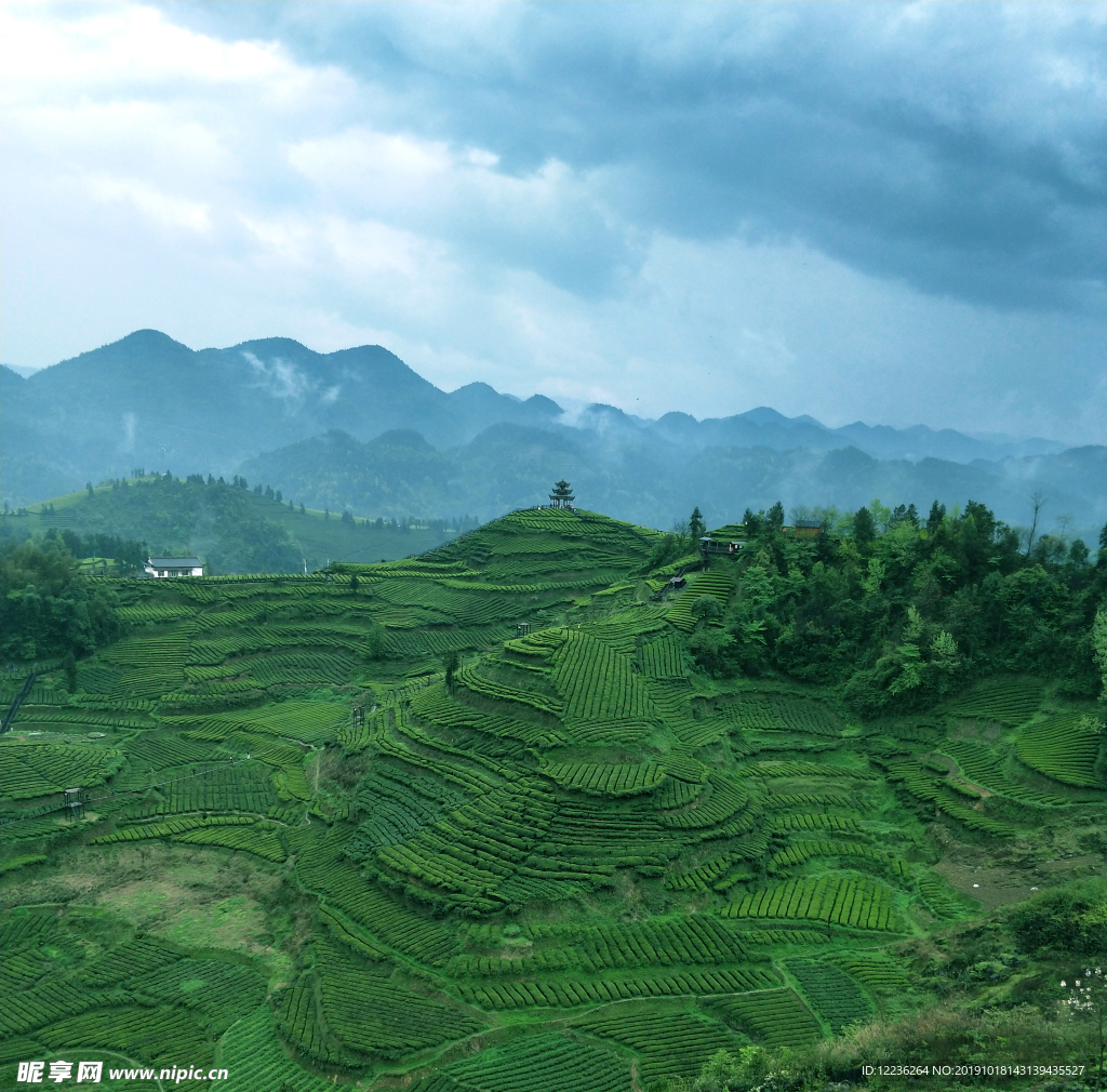 茶园图片