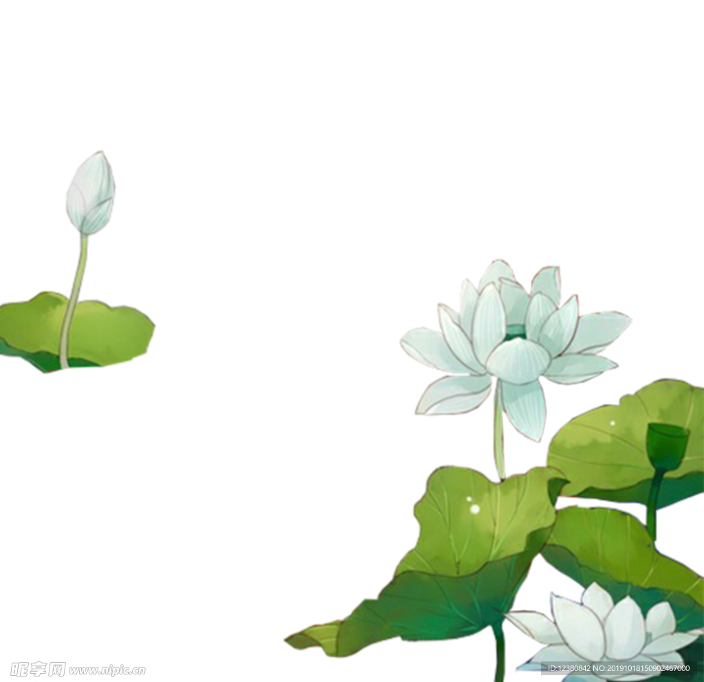 莲花