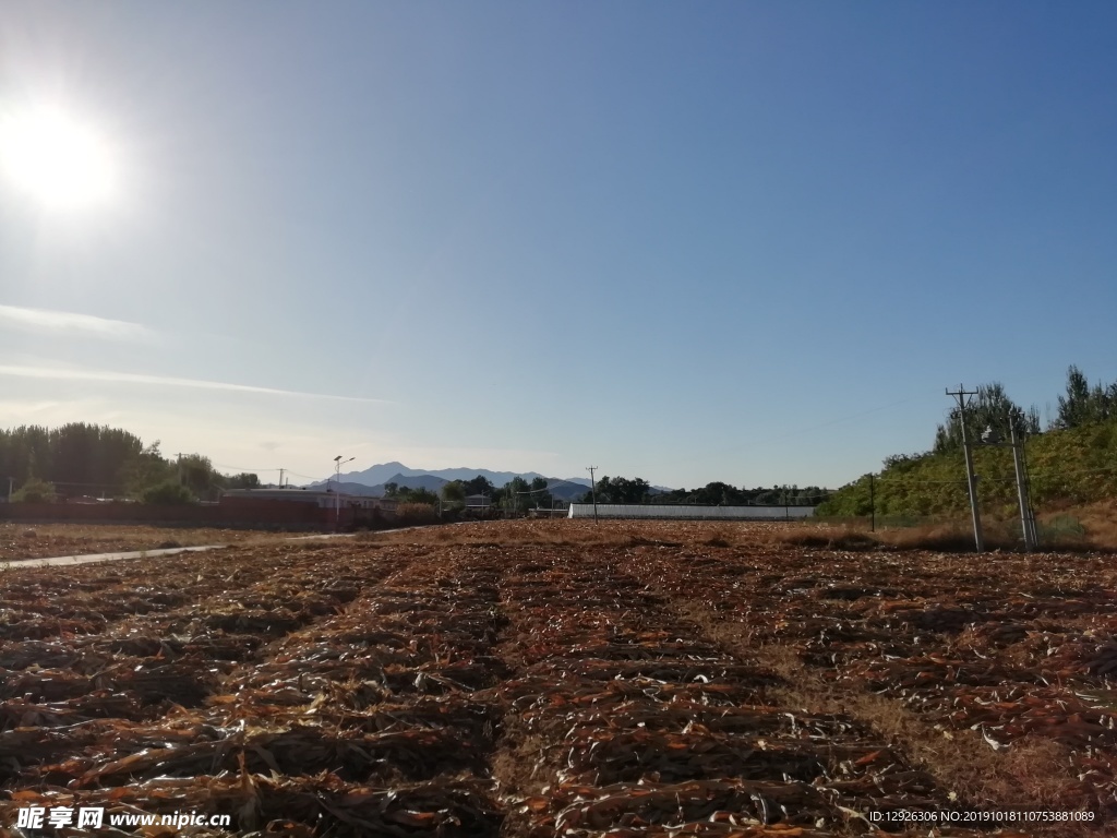 天空 房子 玉米 黄色 秋天