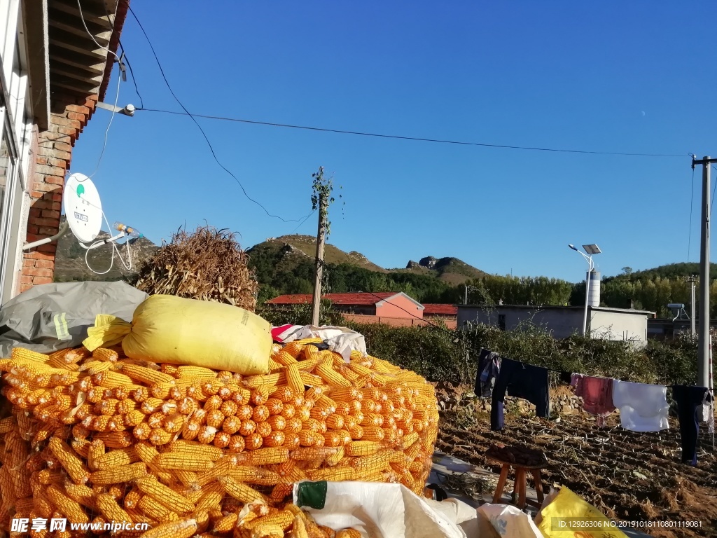 天空 房子 玉米 蓝色 秋天