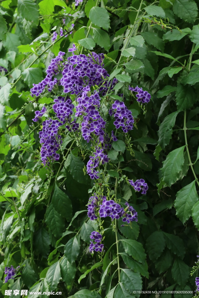 蕾丝金露花