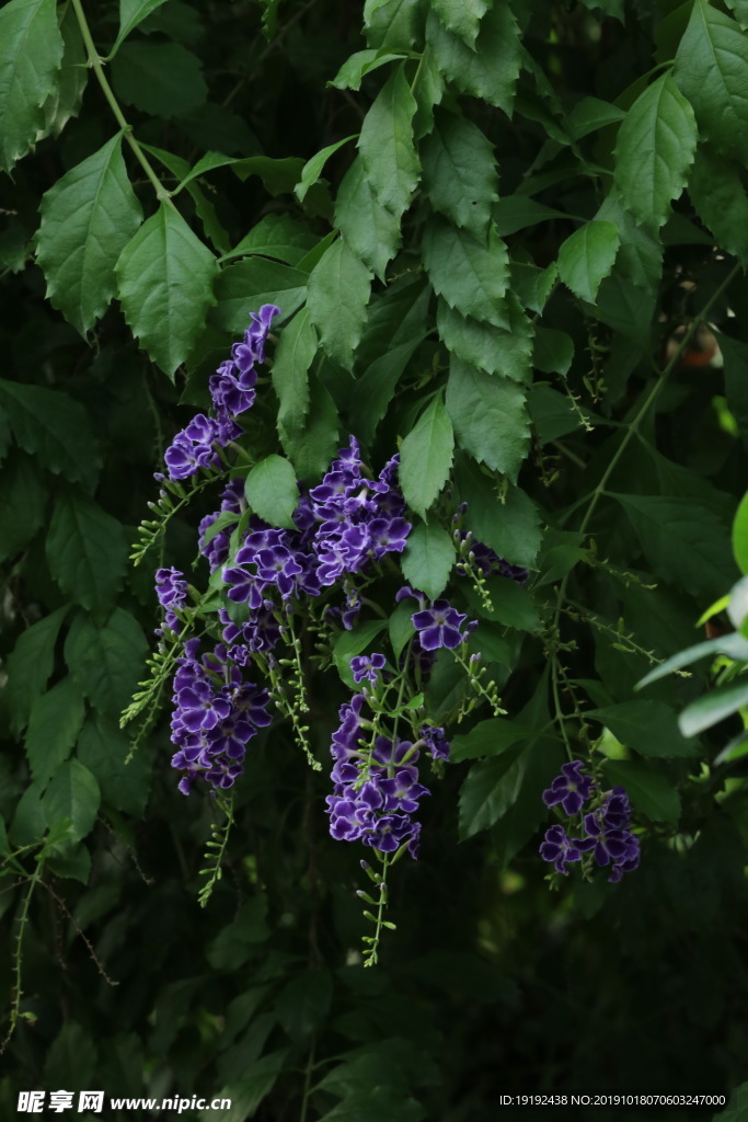 蕾丝金露花