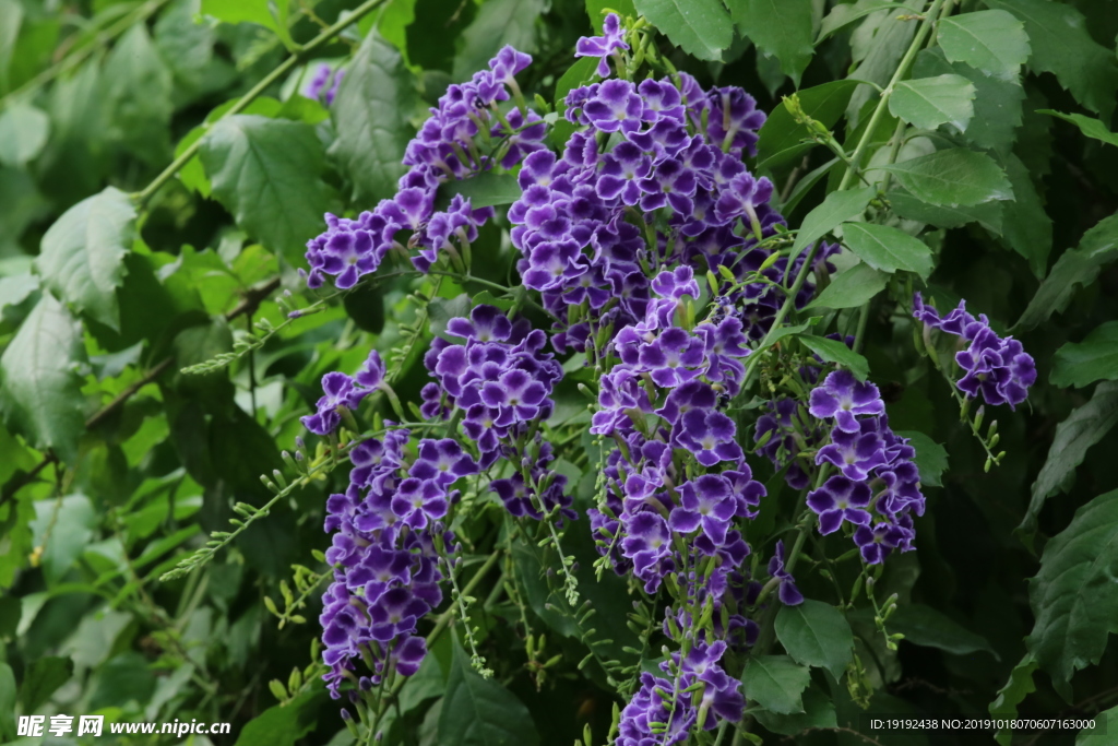 蕾丝金露花