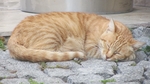 猫图片