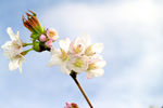 美丽樱花树樱花花瓣高清摄影