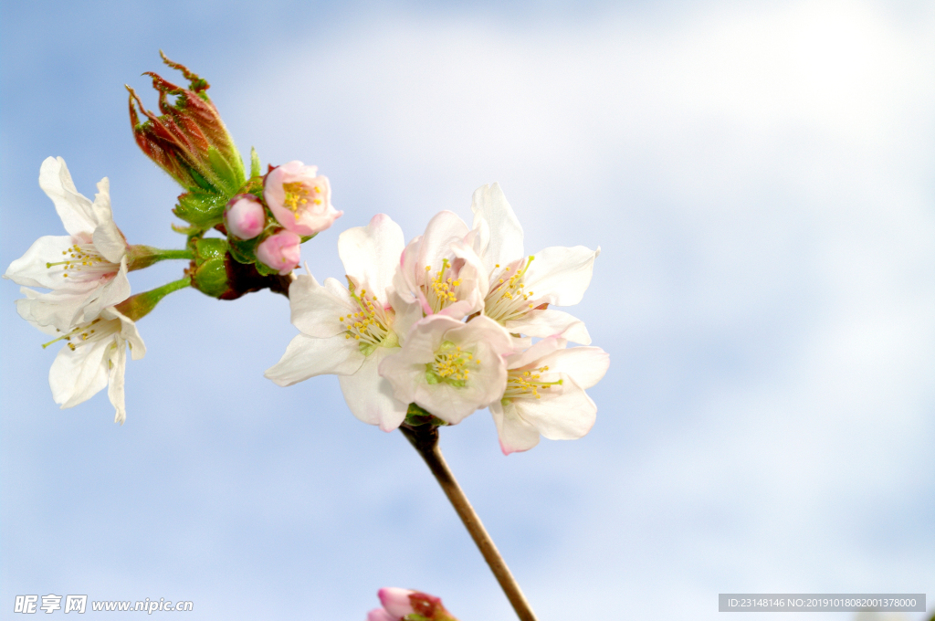 美丽樱花树樱花花瓣高清摄影