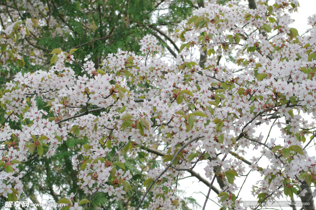 美丽樱花树樱花花瓣高清摄影