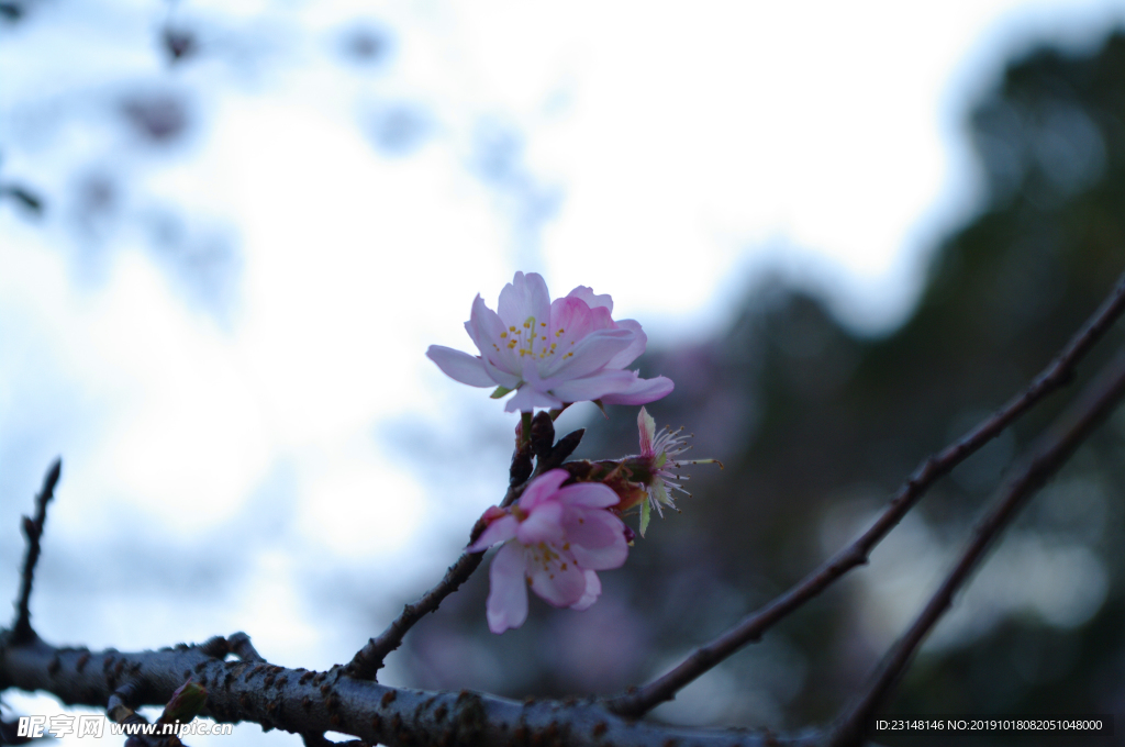 美丽樱花树樱花花瓣高清摄影