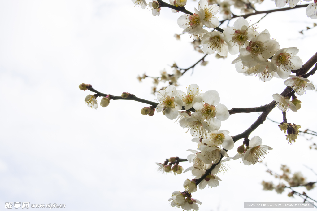 美丽樱花树樱花花瓣高清摄影