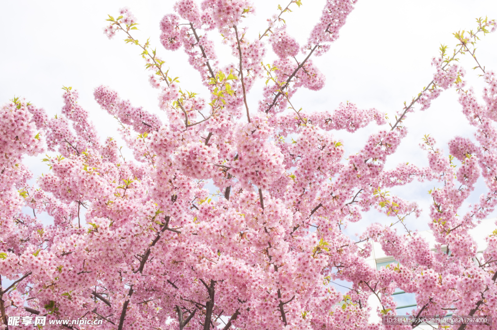 美丽樱花树樱花花瓣高清摄影