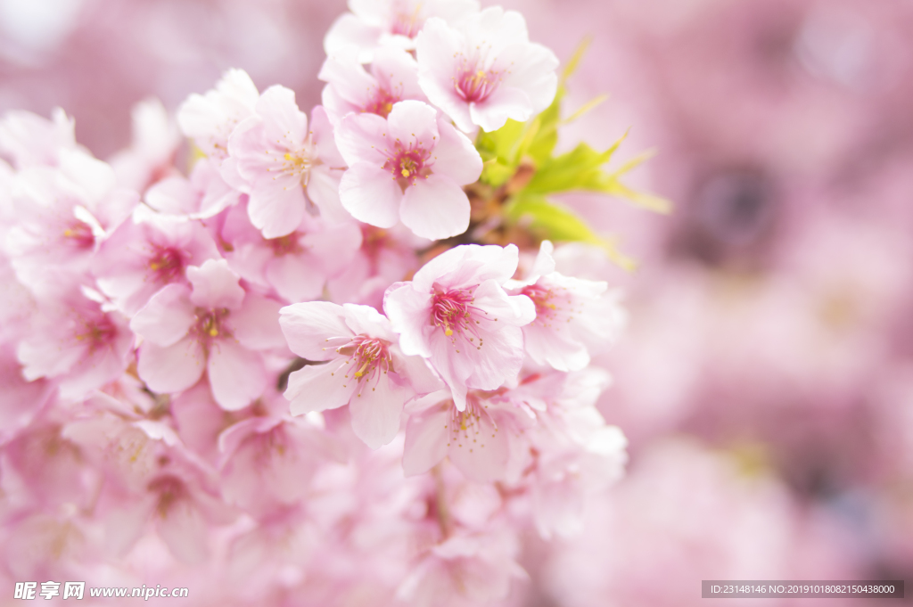 美丽樱花树樱花花瓣高清摄影