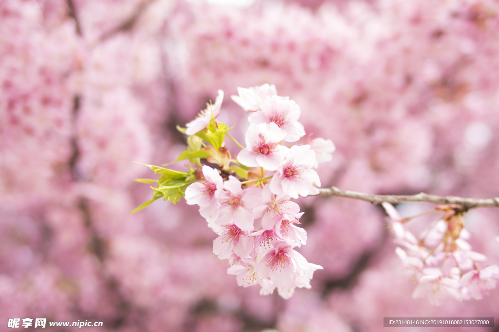 美丽樱花树樱花花瓣高清摄影